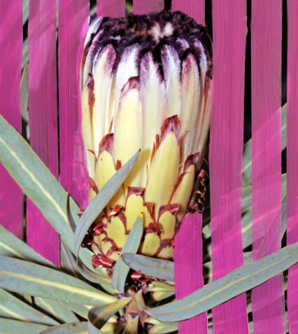 Inflorescence - thegreatputonmvInflorescenceInflorescenceInflorescencePERFUMESByredothegreatputonmvinflorescence-1Inflorescence100 ml